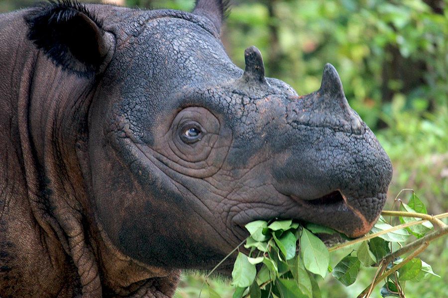 Foto: Rahmadi Rahmad/Mongabay Indonesia